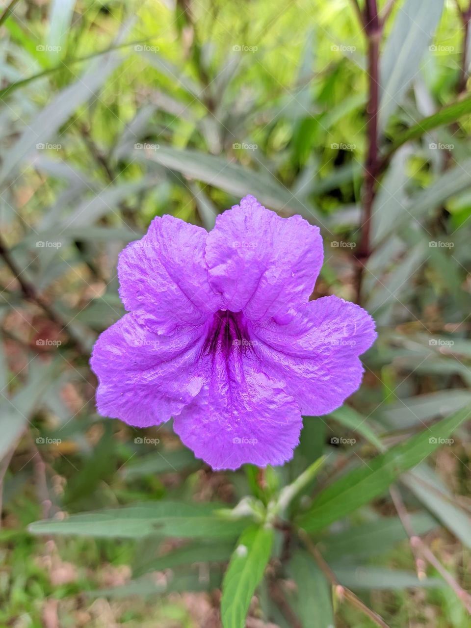 flower