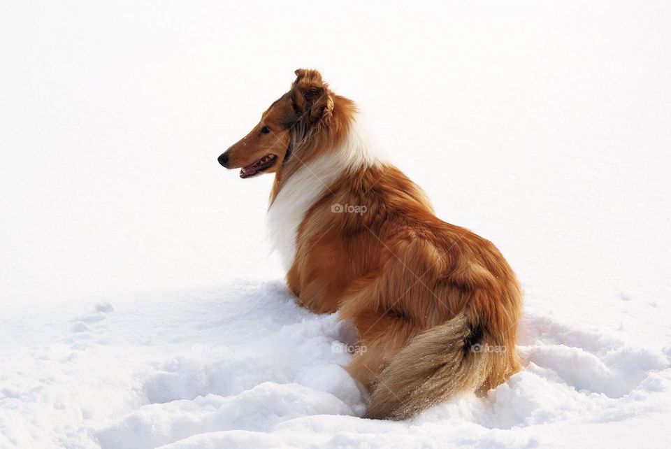 Dog in snow