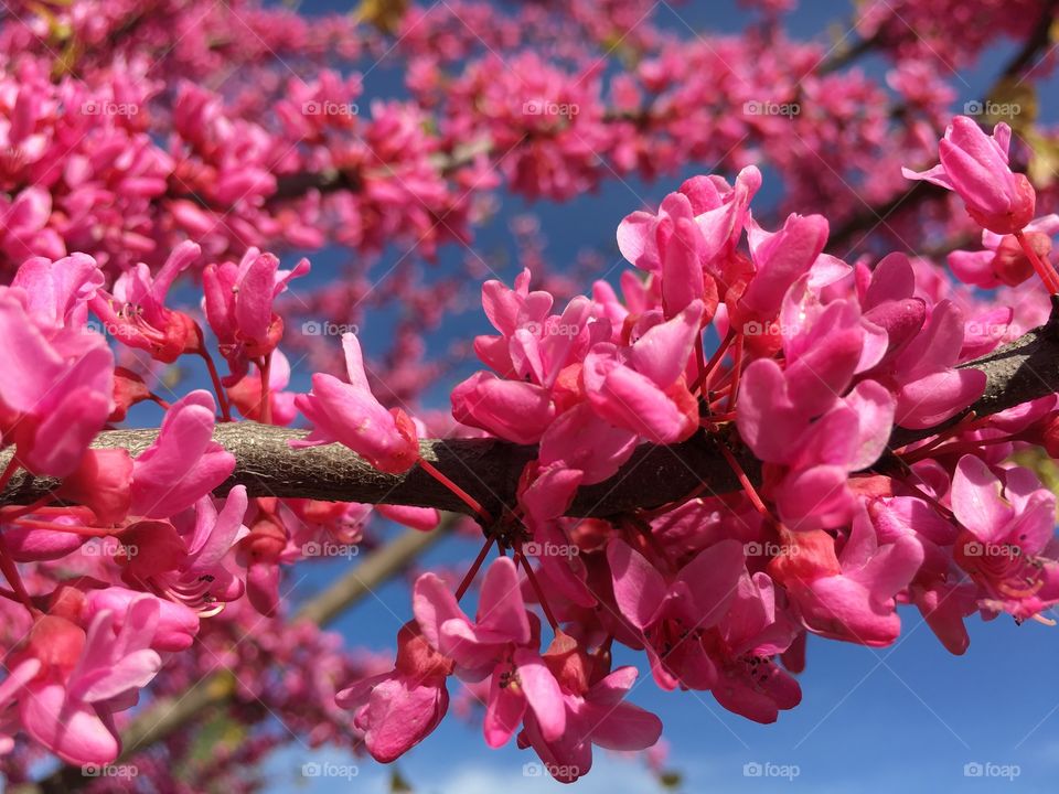 American Redbud Tree