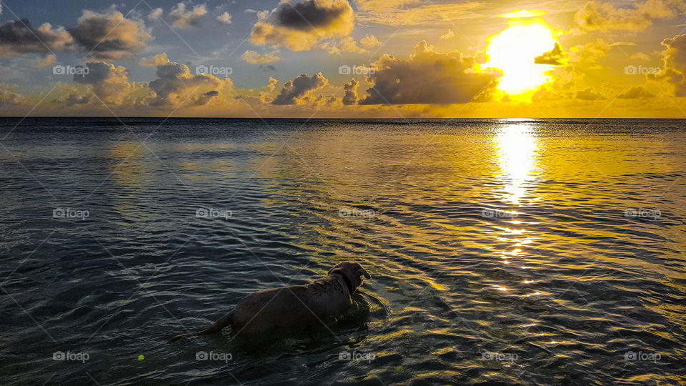 My pupper going for a swim