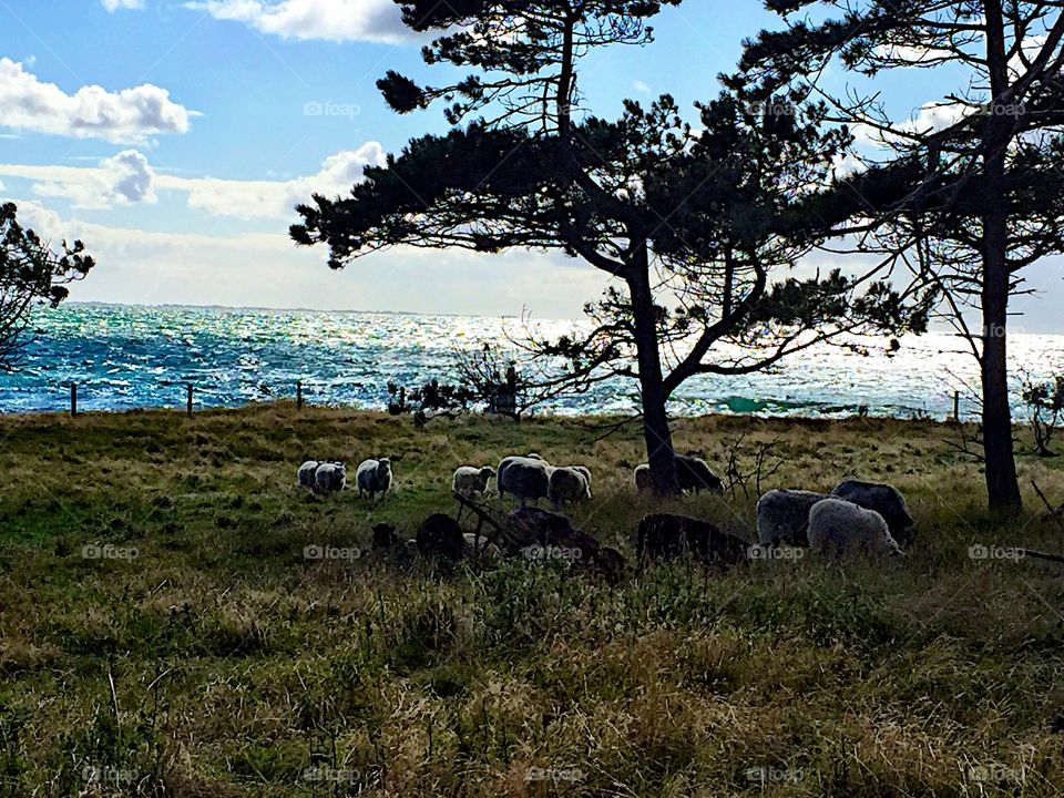 Sea and the sheep! 