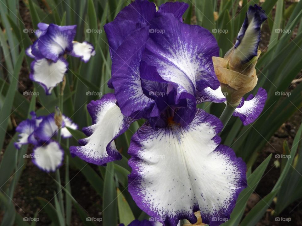 Close-up of purple flower