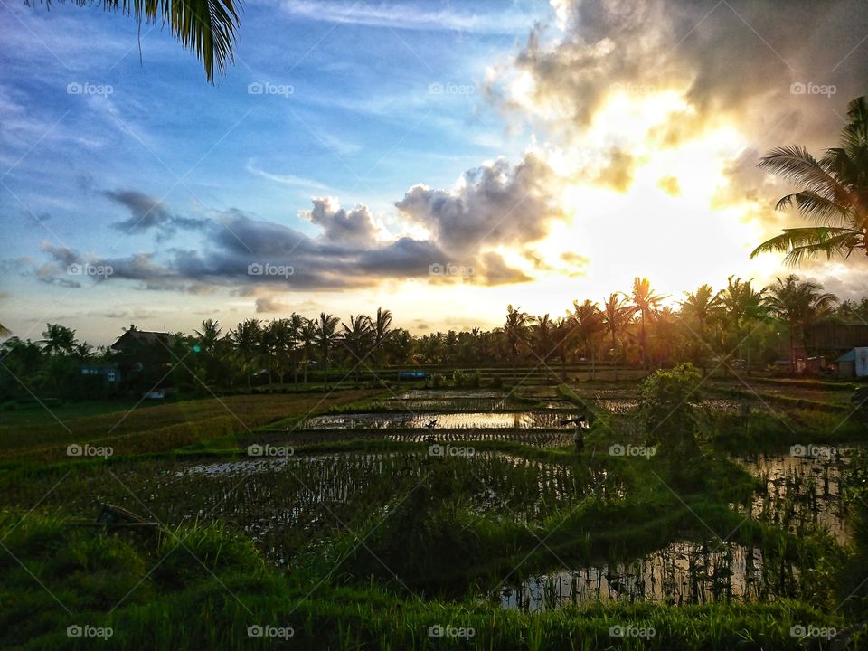 Bali, Rice field, ubud