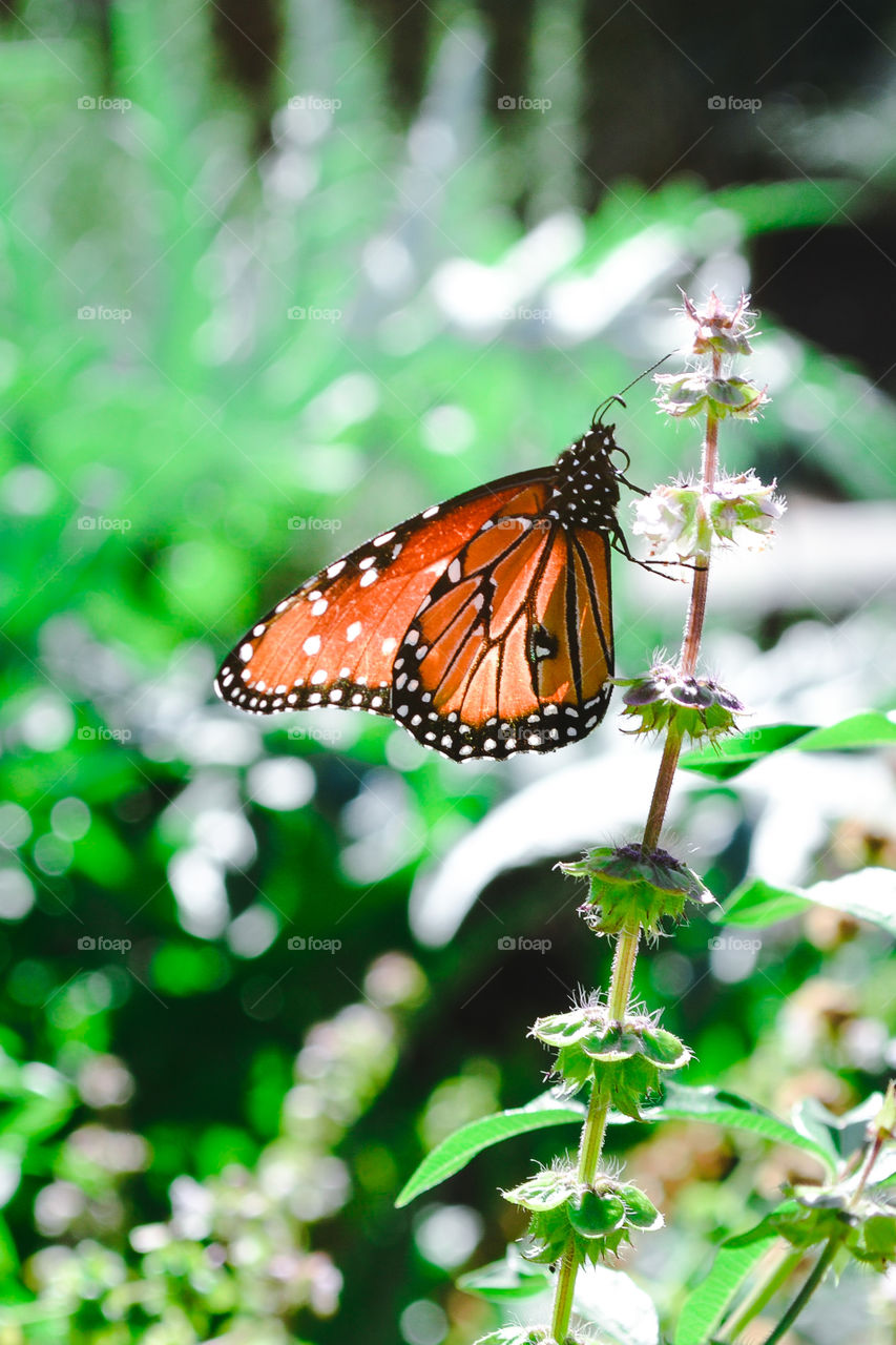 Orange butterfly 