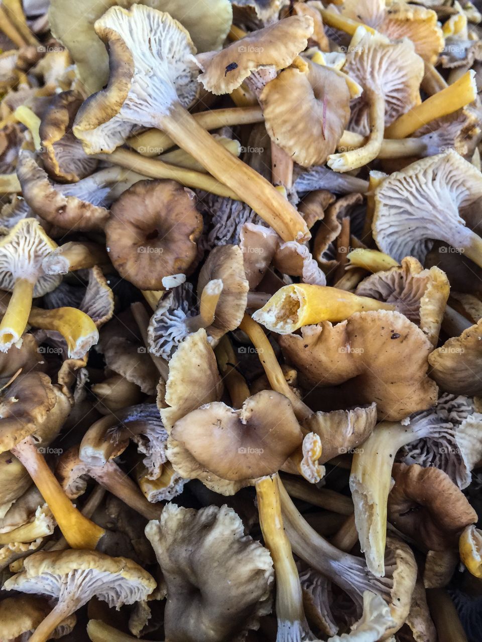 Chanterelle mushrooms 