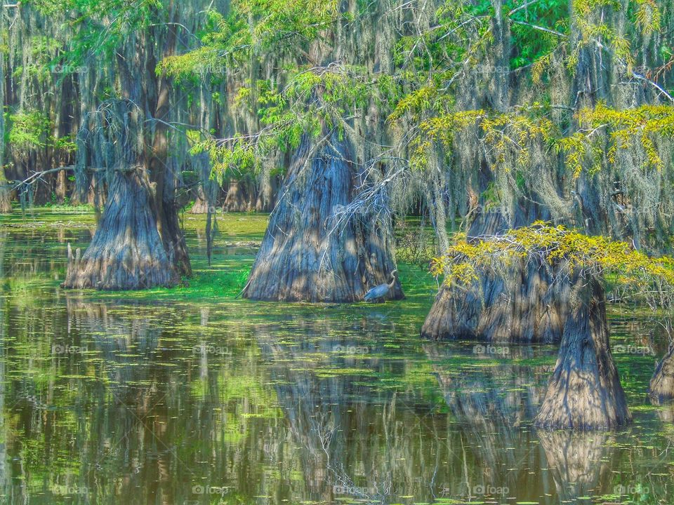 Hidden Heron. Caddo Lake, Texas