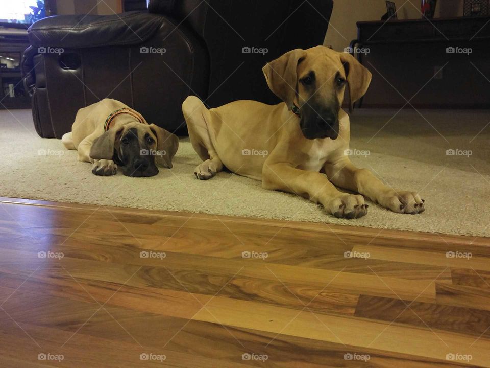 Great Dane Puppies