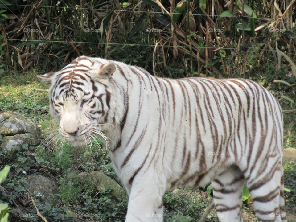 Tigre Branco