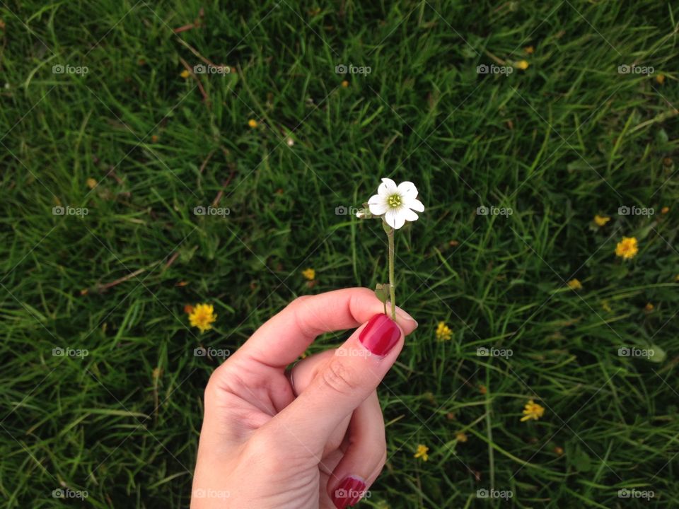 Grass, Flower, Nature, Garden, Lawn