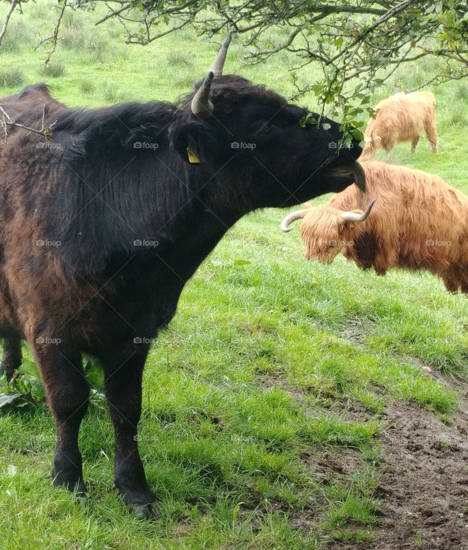 cow schottisches highland rind bull