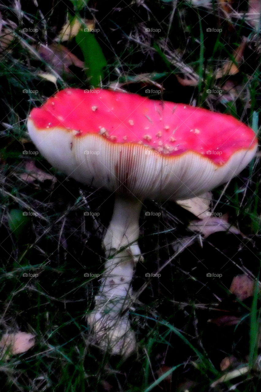 Mushroom