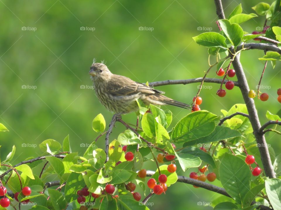 Bird and berries