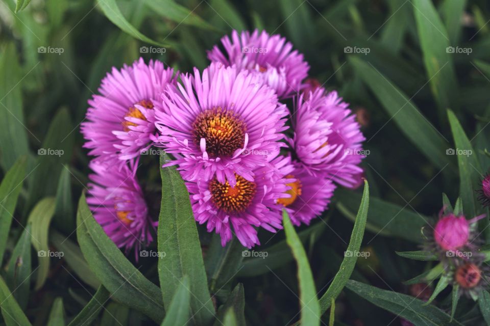 beauty violet flowers ob garden 