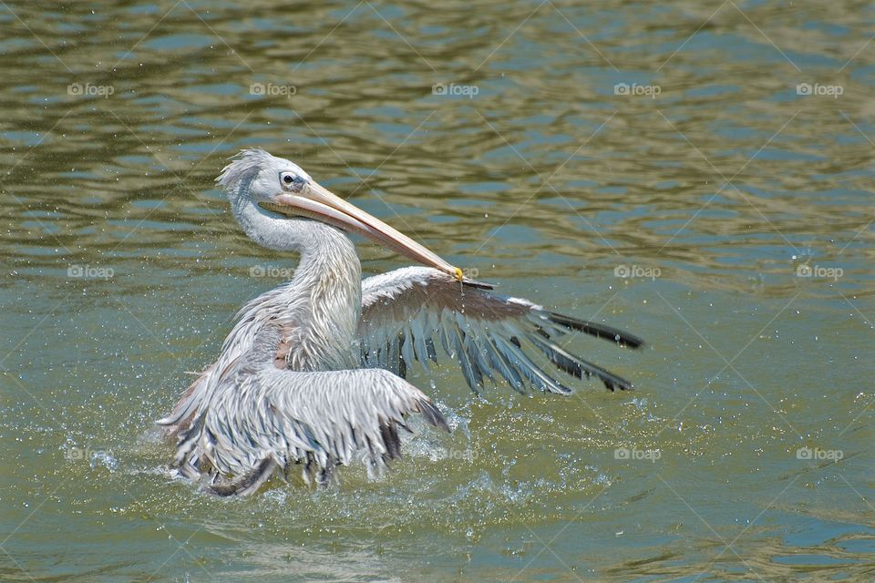 Pelican bathing and drying off