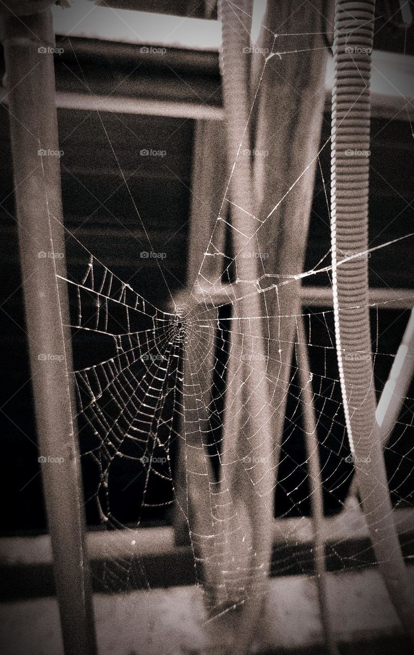Sinister spider web.