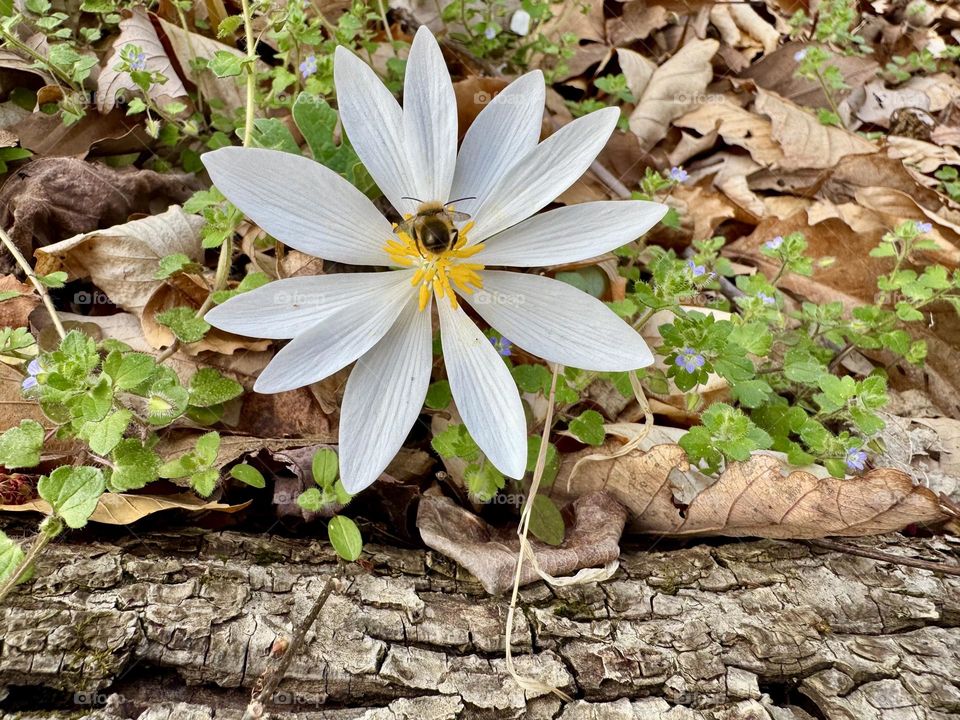 A honeybee on a bloodroot flower surrounded by fallen leaves and tiny purple flowers