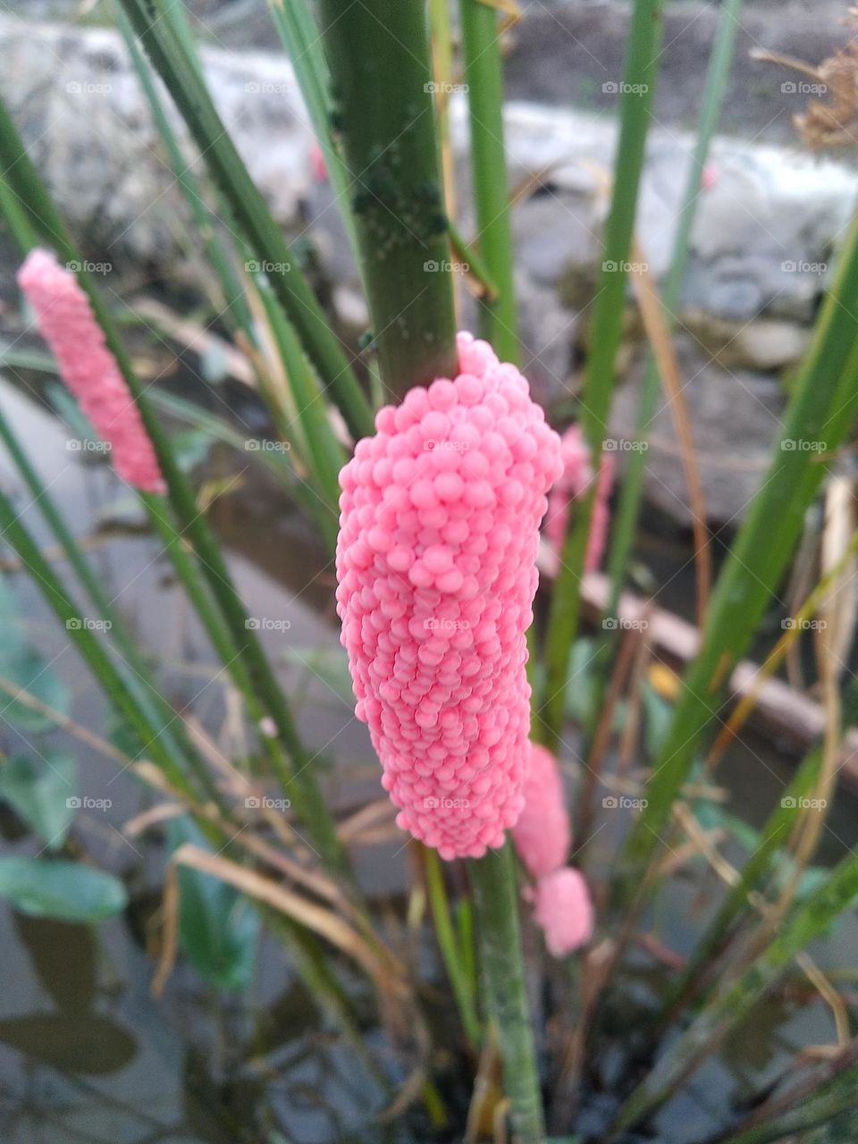 swamp snail eggs on the trunk of a water tree