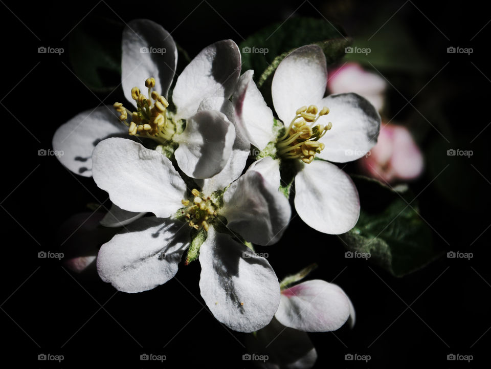 Apple blossom 