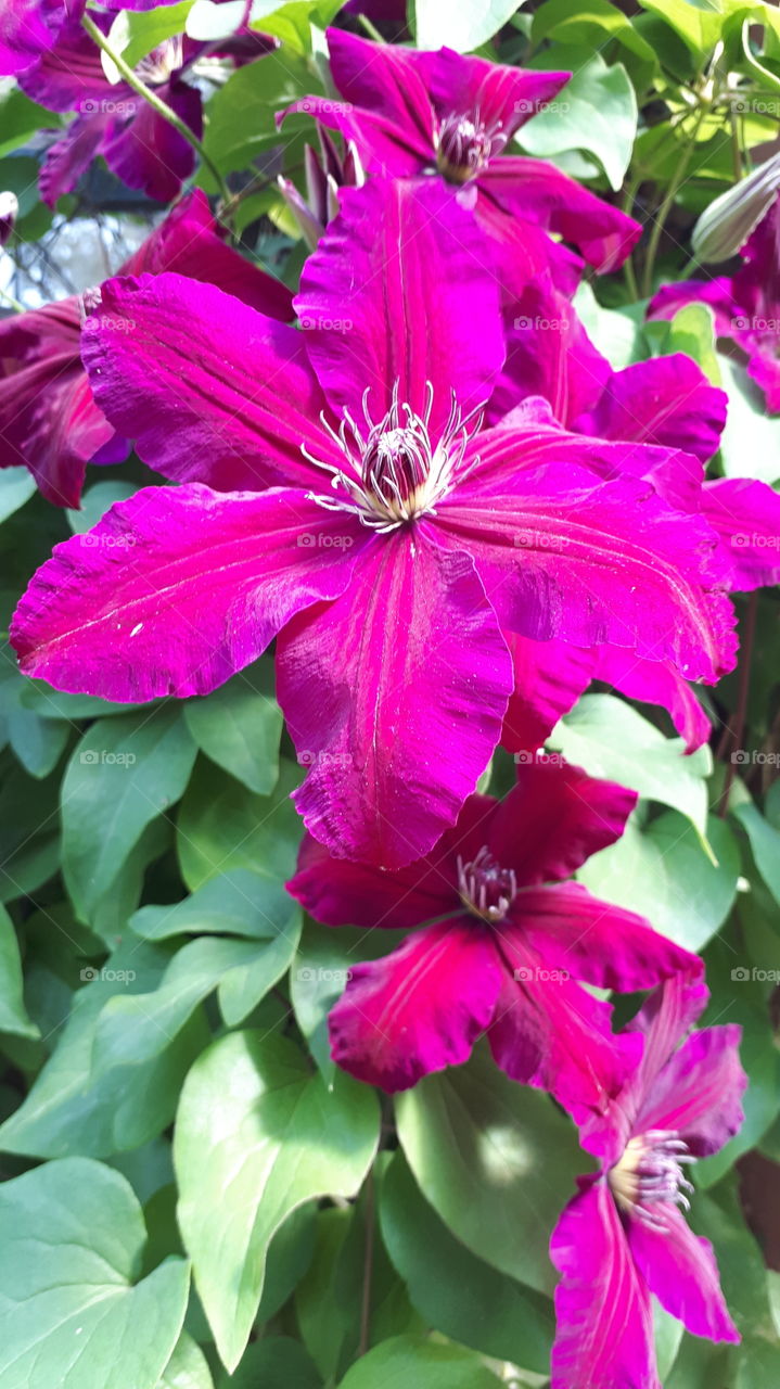 Clematis Rouge Cardinal Flower with Smaller Flower Underneath