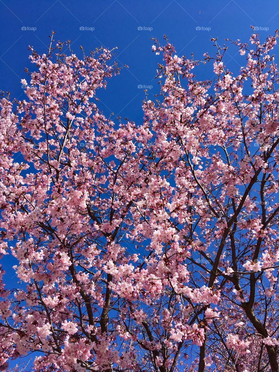 Pink blossoms against the blue sky 