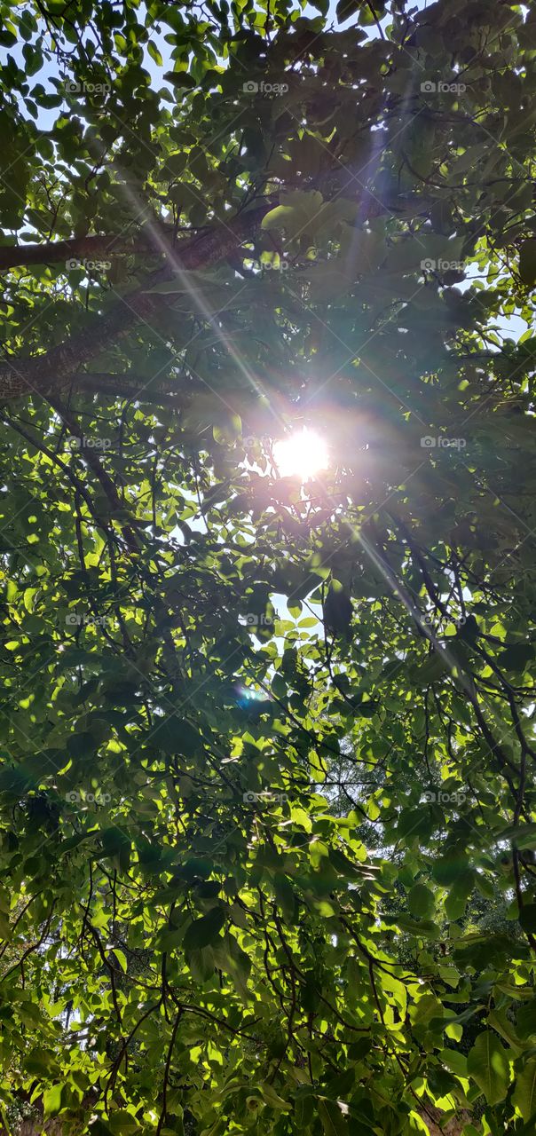 sun shining through a tree