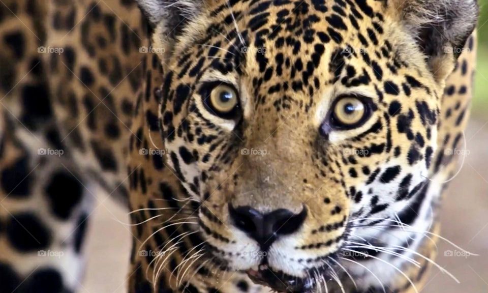 Brasilian Jaguar