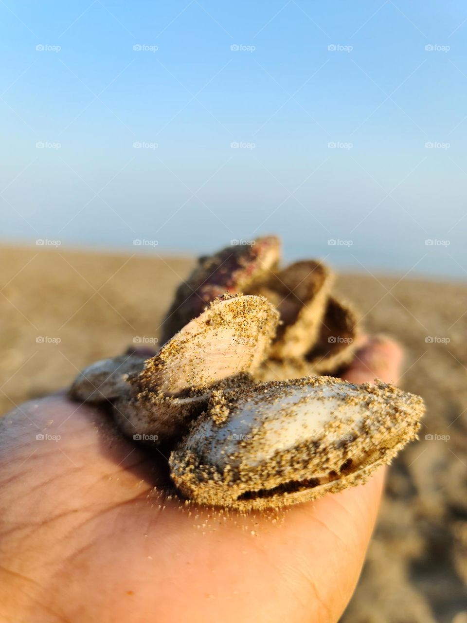 corals are the beauty of beach