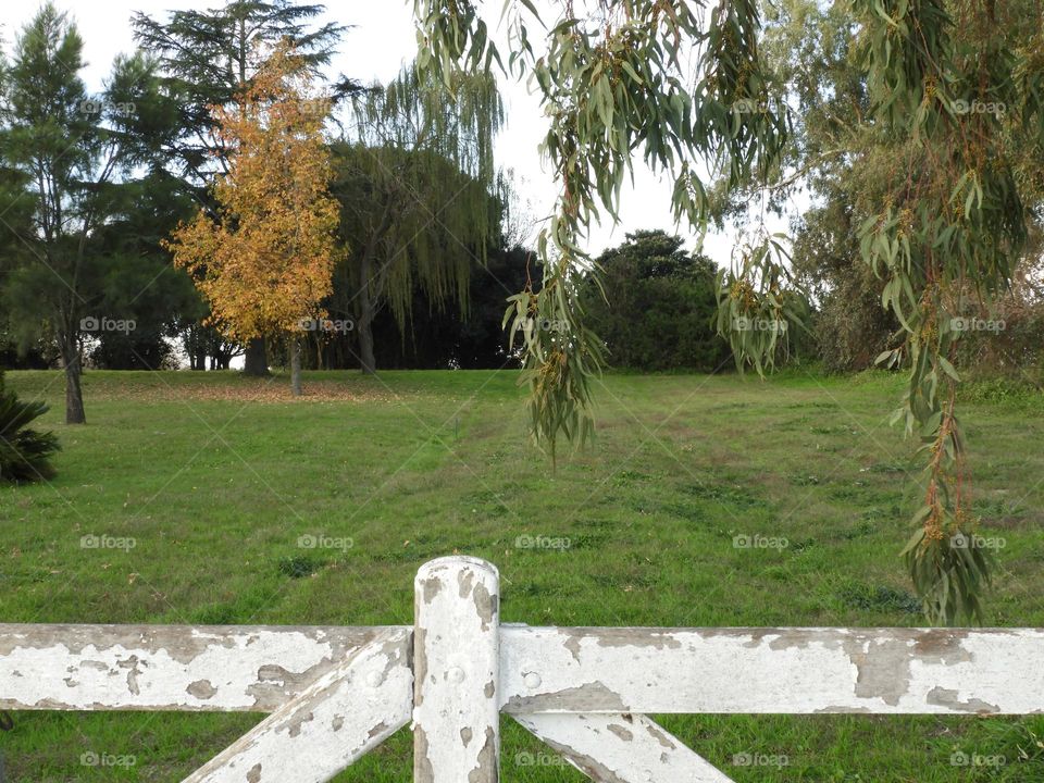 Naturaleza Campo Verde Otoño Árboles Marrones Cesped Pasto