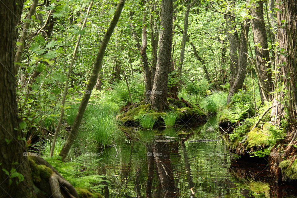 Close-up of river in forest