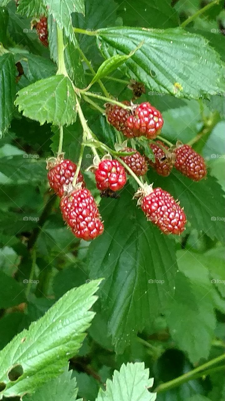 wild raspberry