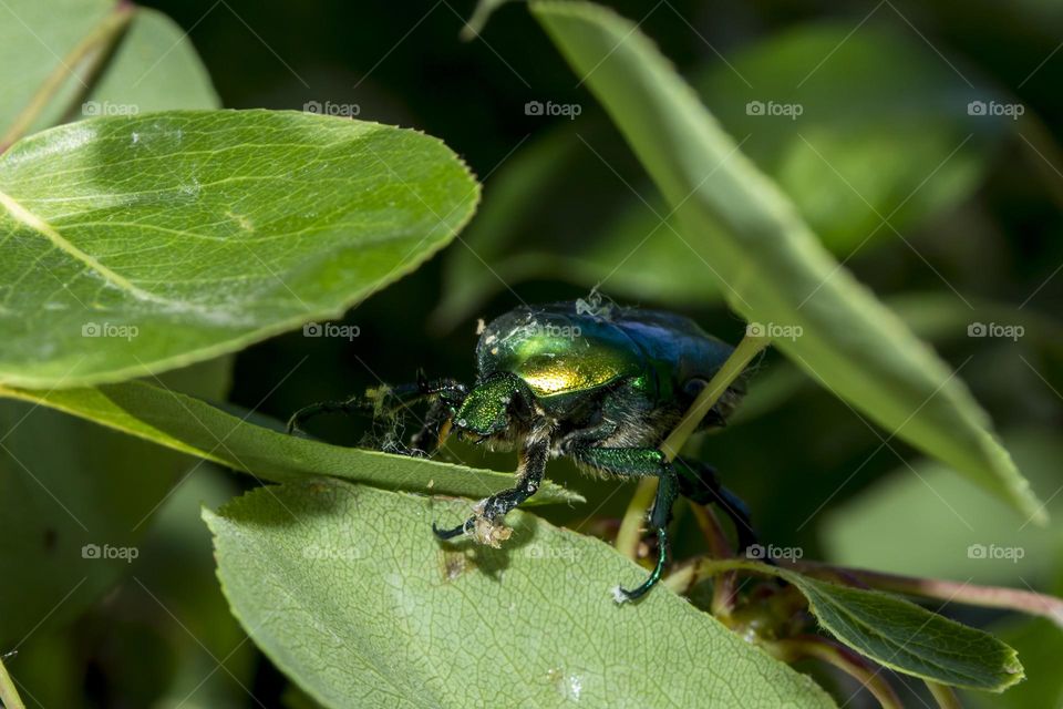 Green beetle (Cetonia aurata).