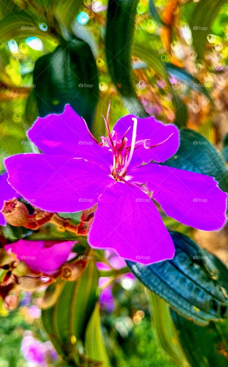 Flower of the tree "manacá-da-serra" (Tibouchina mutabilis) which is pioneer of the Brazilian Atlantic Forest. Other known names are: Cuipeúna, Jacatirão, Flor-de-may, Flor-de-quaresma, Pau-de-flor.