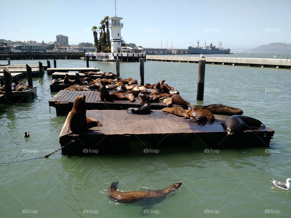 Famous Sea Lions. San Francisco