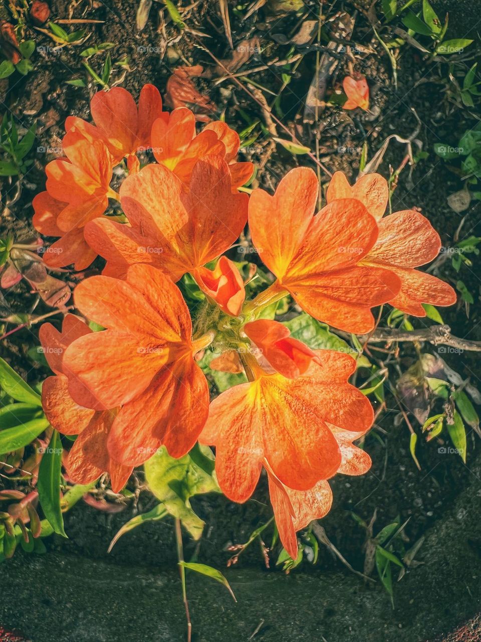 Beautiful orange flowers