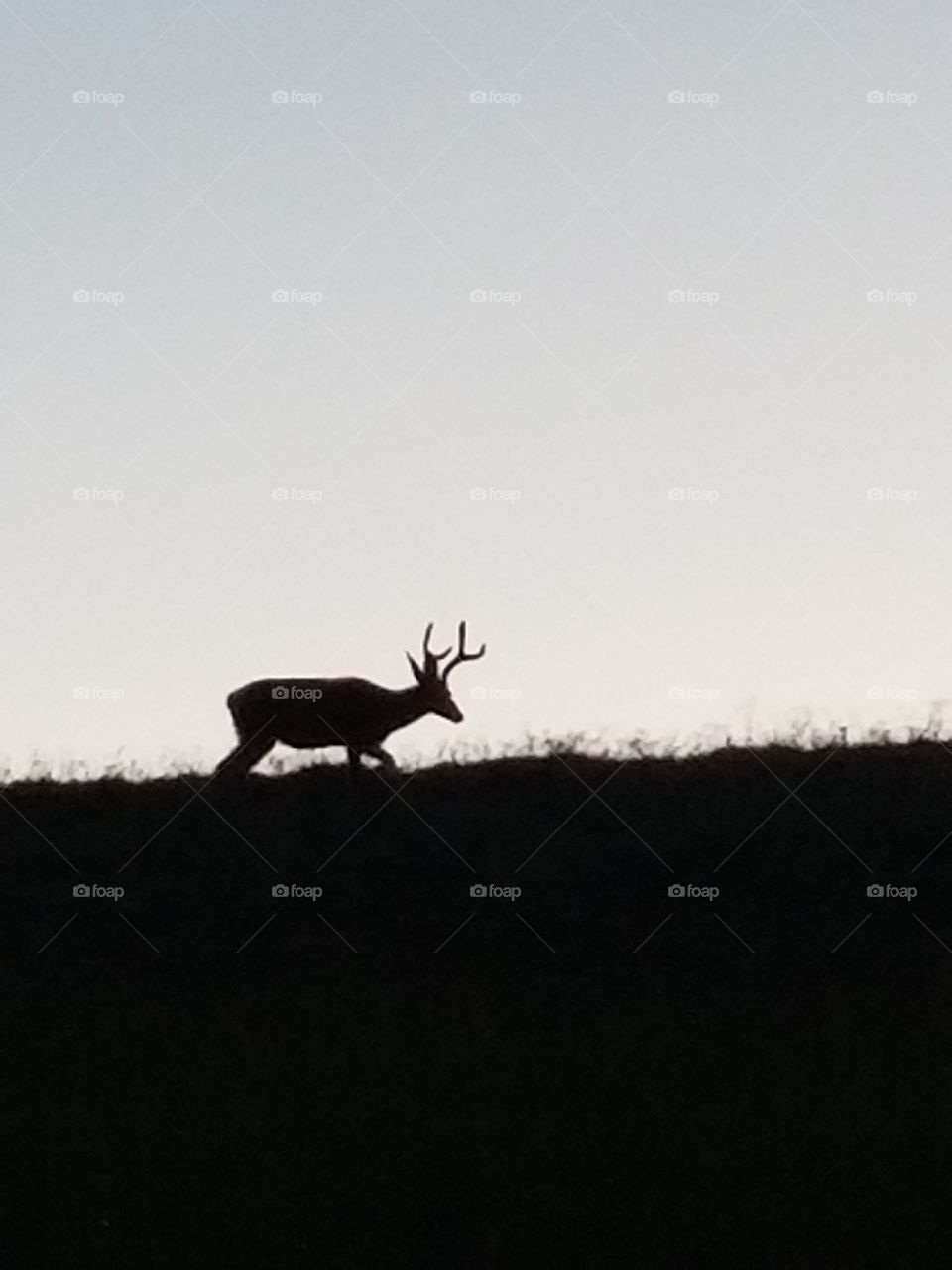 4 point Buck grazing before sunset!