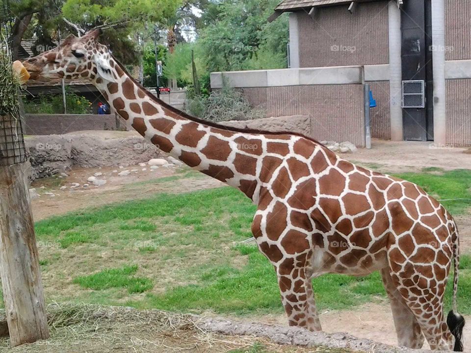 giraffe