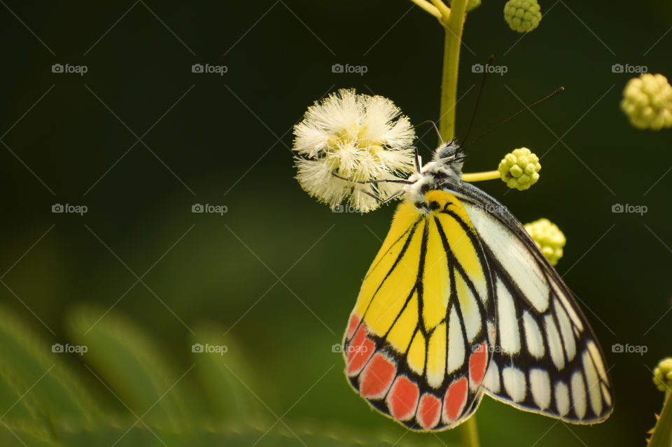 Butterfly nectoring on flower. Delias eucharis, the common Jezebel.