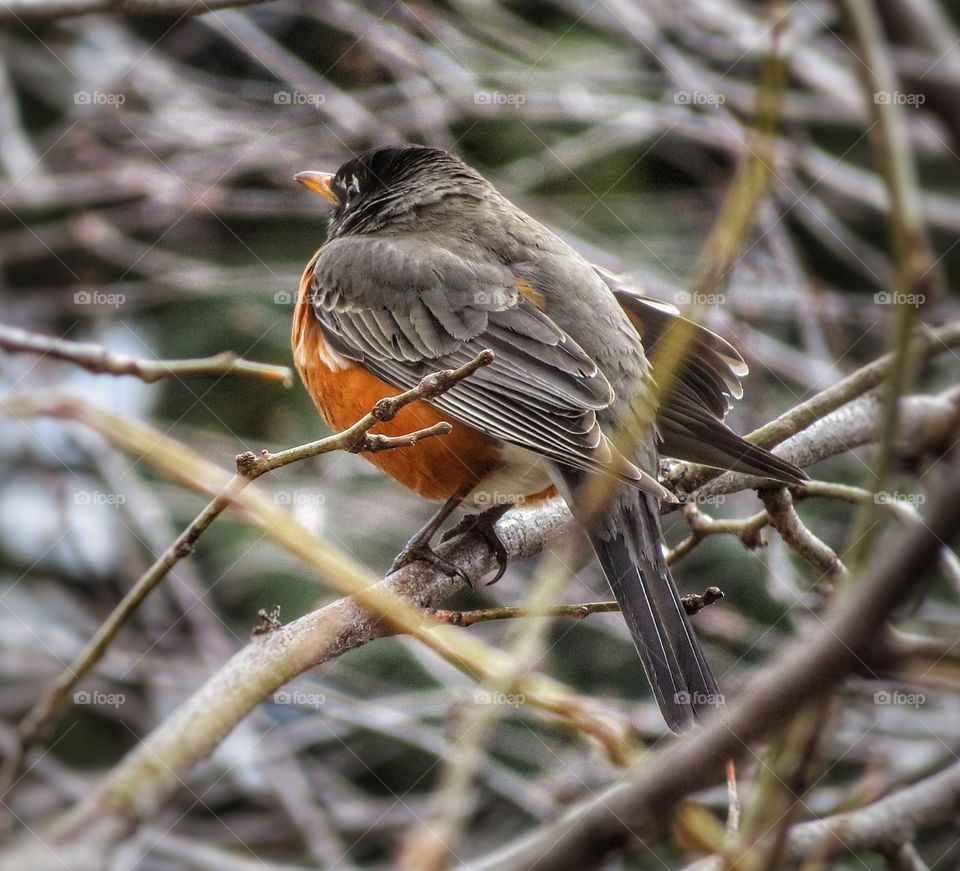 My yard Robin