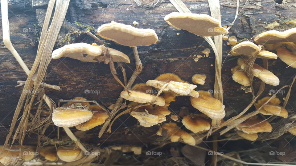 Mushrooms growing on fallen tree