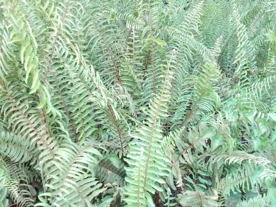 Nephrolepis biserrata is useful plant in plantations palm oil