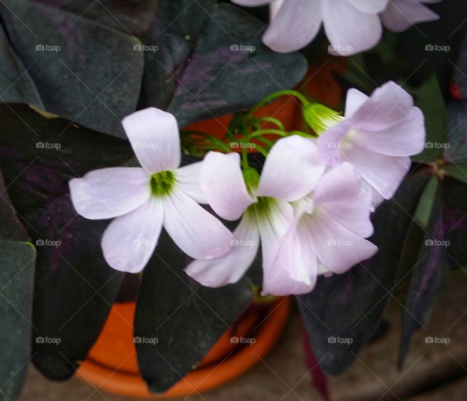 Purple flowers of a purple clover in a orange clay pot on a porch