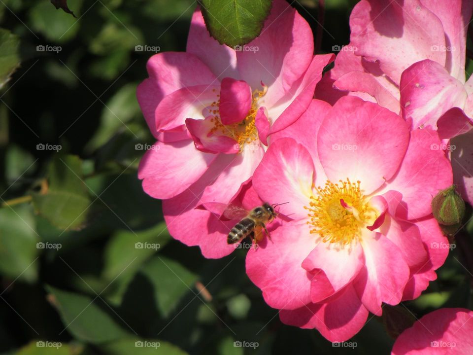 Bee on Rose flowers