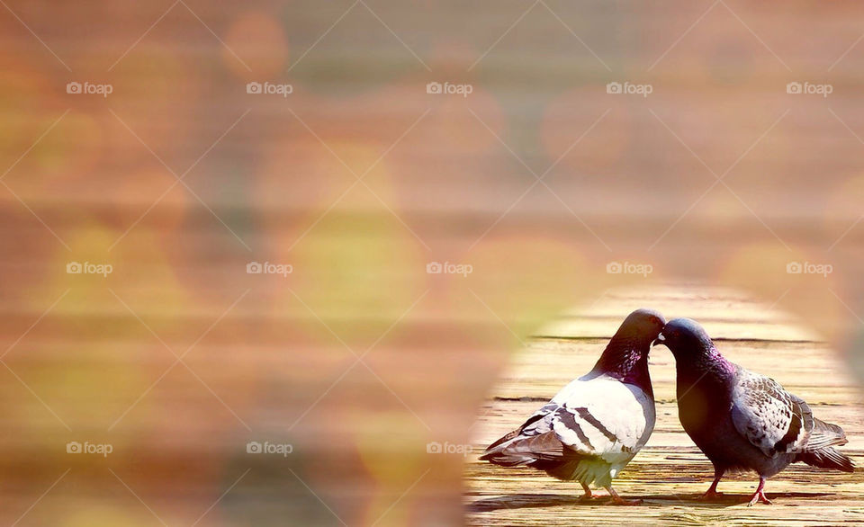 background birds nature outdoors by refocusphoto