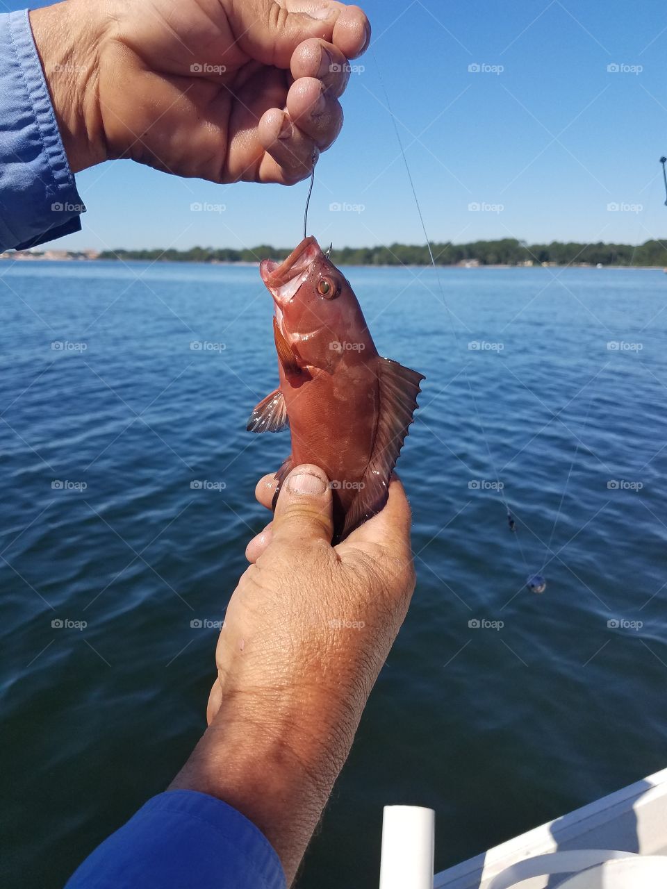 baby red grouper