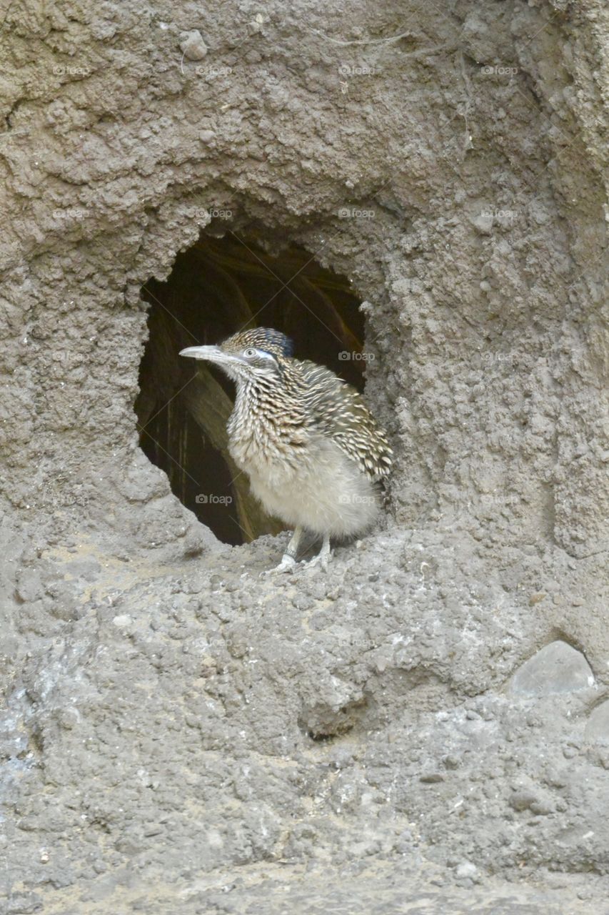 Nearly invisible, this bird will blend into its surroundings.