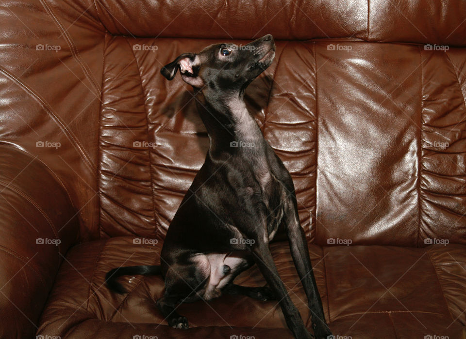 Sitting dog. Italian Greyhound 