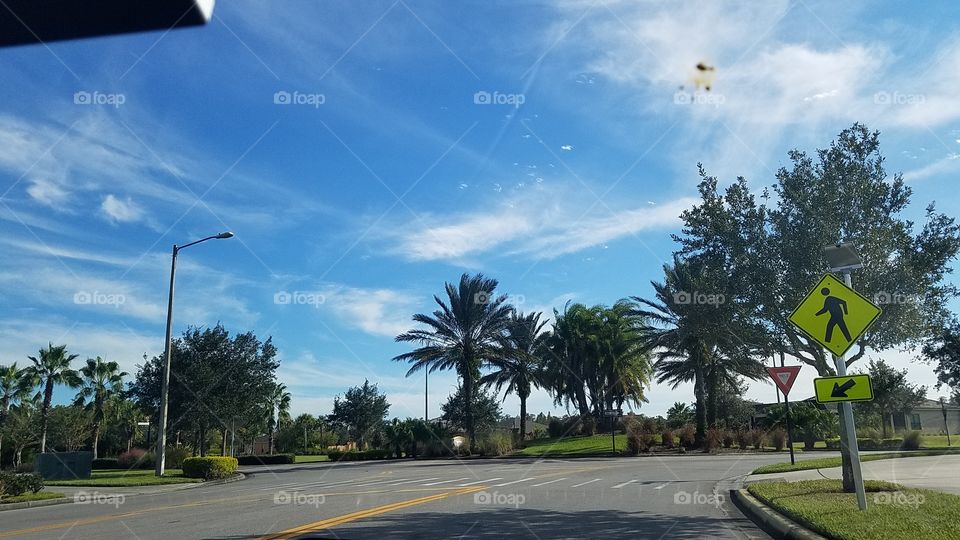 The Florida Palm Trees