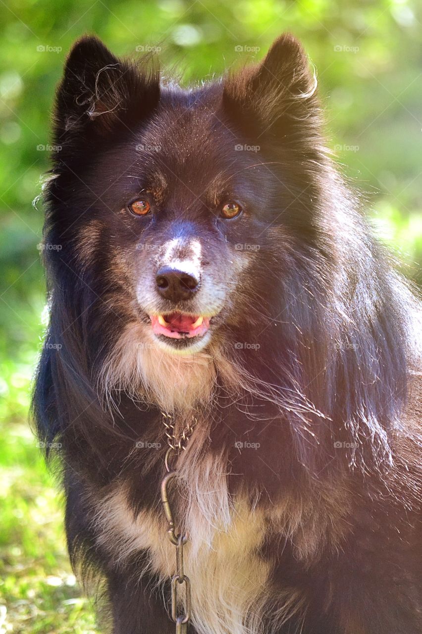 Black dog looking at camera