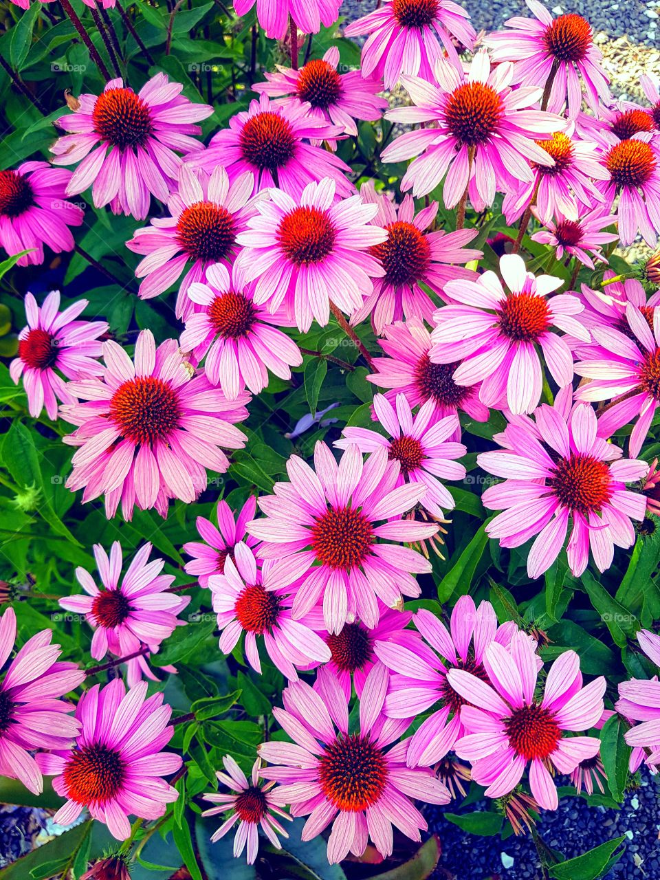 These beautiful pink daisies stopped me in my tracks I could not walk away. Just need a photo so I can share these with the world.