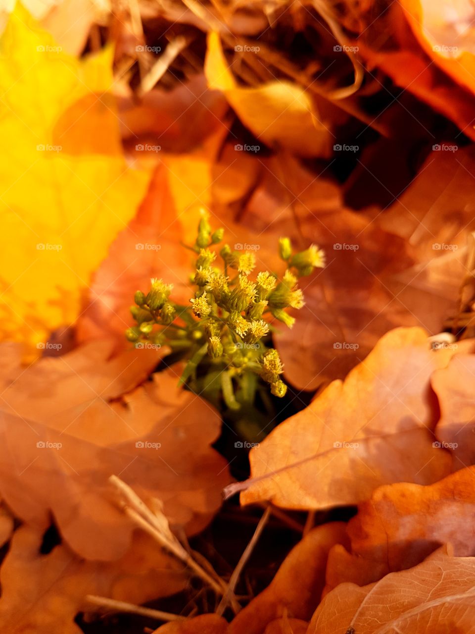 Lost flower in autumn